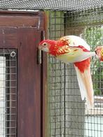 rosella rubino, Dieren en Toebehoren, Meerdere dieren, Parkiet, Geringd