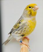 Geel agaat mozaïek kanaries koppel, Dieren en Toebehoren, Vogels | Kanaries, Meerdere dieren, Kleurkanarie