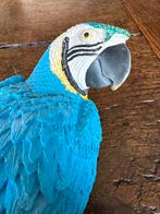 Perroquet bleu à suspendre, Animaux & Accessoires, Oiseaux | Perruches & Perroquets, Perroquet
