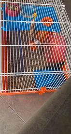 Gratis 2 vrouwelijke kleurmuisjes + kooitje en toebehoren, Dieren en Toebehoren, Juni, Muis, Vrouwelijk, Tam