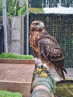 chili arend buizerd, Mannelijk, Roofvogel, Geringd