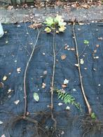 Esdoorn, Tuin en Terras, Planten | Bomen, Ophalen