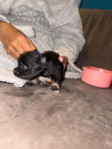 2prachtige klein blijvende chihuahuapups  beschikbaar voor biedingen