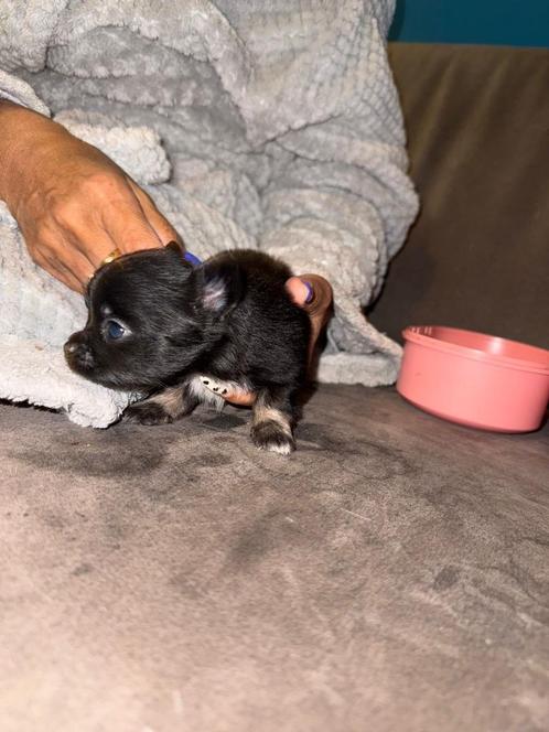 2prachtige klein blijvende chihuahuapups, Dieren en Toebehoren, Honden | Chihuahua's en Gezelschapshonden, Reu, Chihuahua, Fokker | Hobbymatig