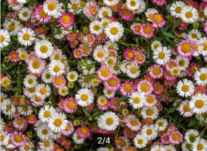 Erigeon karvinskianus of Muurfijnstraal, Tuin en Terras, Planten | Tuinplanten, Vaste plant, Bodembedekkers, Zomer, Ophalen