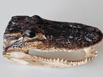 taxidermie alligator, Verzamelen, Dierenverzamelingen, Ophalen of Verzenden, Zo goed als nieuw