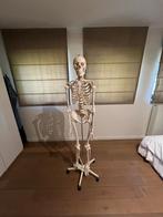 Anatomisch skelet, Diversen, Ophalen, Zo goed als nieuw
