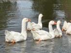 Witte boerengans, Dieren en Toebehoren, Pluimvee, Gans of Zwaan