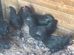 Australorp zwart, Dieren en Toebehoren