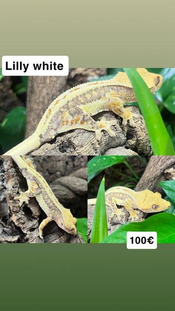 Gecko a crete lilly white beschikbaar voor biedingen