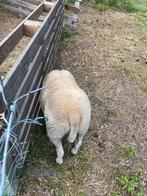 jong ramlam, Dieren en Toebehoren, Schapen, Geiten en Varkens, Mannelijk, Schaap, 0 tot 2 jaar