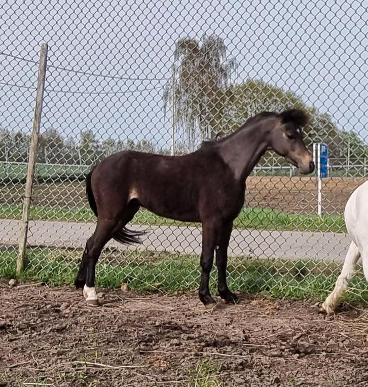 Super mooie Amerikaanse minipaardjes aspc amhr, Dieren en Toebehoren, Pony's, Merrie, M