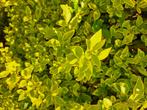 Ligustrum ovalifolium aureum, Ophalen of Verzenden, Liguster, Haag, 100 tot 250 cm