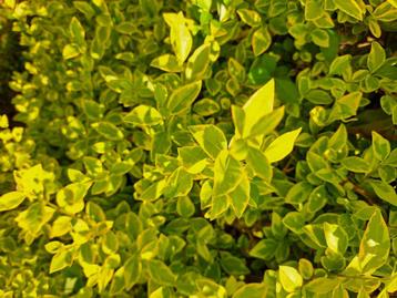 Ligustrum ovalifolium aureum beschikbaar voor biedingen