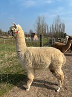 Hoogwaardige alpaca showmerrie met stamboom