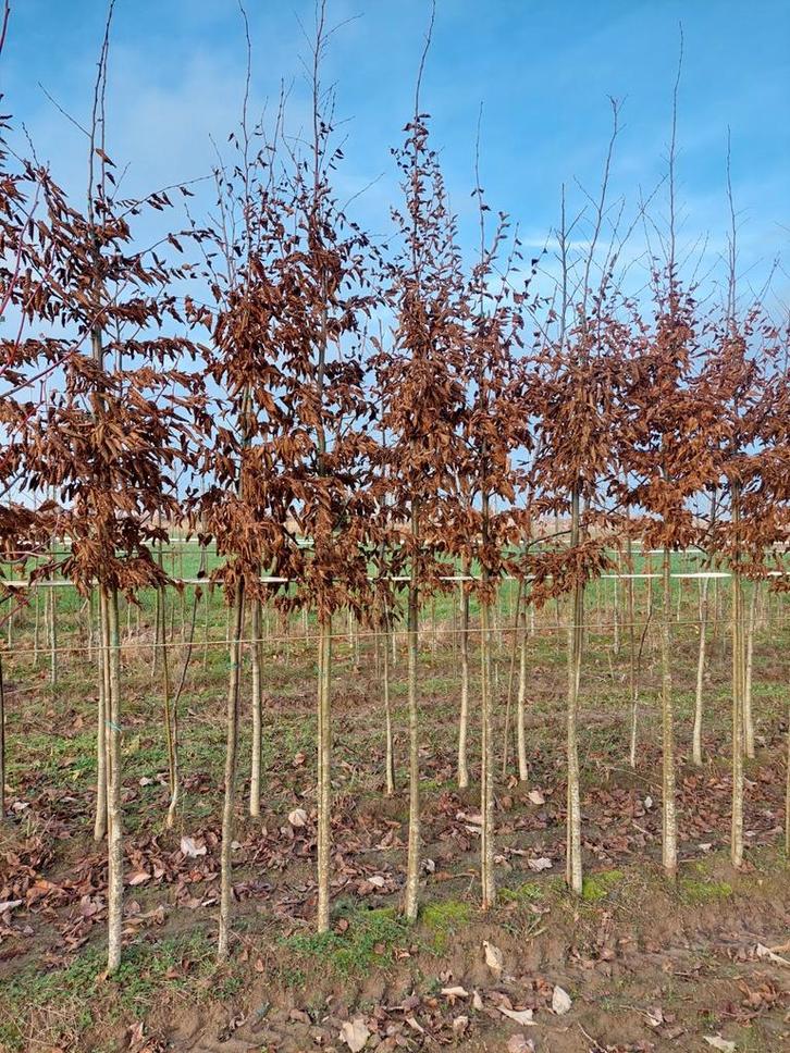 Arbres forestiers et fruitiers, Jardin & Terrasse, Plantes | Arbres fruitiers, Enlèvement