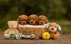 Toypoedel pups (dwergpoedel x toypoedel), Dieren en Toebehoren, Poedel, België, CDV (hondenziekte), 8 tot 15 weken