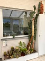 Diverse cactussen - 2 zeer grote, Ophalen