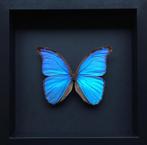 Blauwe morpho didius vlinder onder zwart frame zwarte achter, Verzamelen, Nieuw, Opgezet dier, Ophalen of Verzenden, Insect
