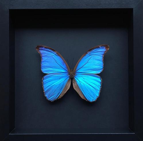 Papillon morpho didius bleu sous cadre noir fond noir, Collections, Collections Animaux, Neuf, Animal empaillé, Insecte, Enlèvement ou Envoi