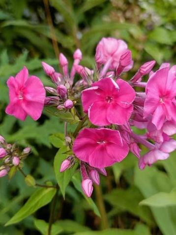 Potjes Phlox , lees beschrijving  beschikbaar voor biedingen