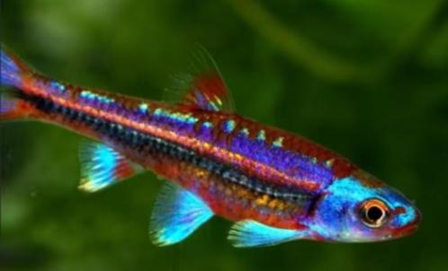 rainbow shiners promoprijs(vanaf 10 stuks)laatste week, Dieren en Toebehoren, Vissen | Aquariumvissen, Vis