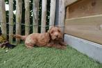 Prachtige cockapoo pups (Cocker spaniël x dwerg poedel), Dieren en Toebehoren, België, Overige rassen, CDV (hondenziekte), 8 tot 15 weken