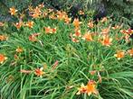Hemerocallis Frans Hals, Ophalen, Vaste plant, Siergrassen, Halfschaduw