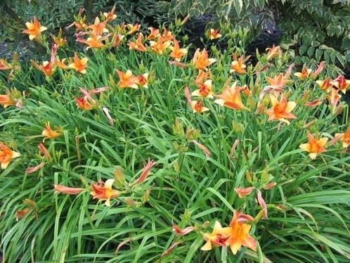 Hemerocallis Frans Hals, Tuin en Terras, Planten | Tuinplanten, Vaste plant, Siergrassen, Halfschaduw, Ophalen