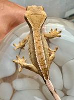 Wimpergekko 2025, Dieren en Toebehoren