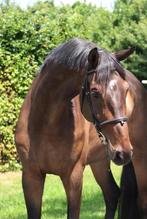 Wunderschöner Springer für Anfänger geeignet sucht Zuhause, Dieren en Toebehoren, Paarden, Springpaard, Gechipt, Ruin, L