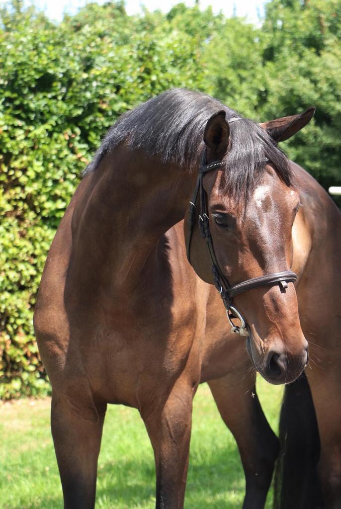Wunderschöner Springer für Anfänger geeignet sucht Zuhause, Dieren en Toebehoren, Paarden, Ruin, L, 165 tot 170 cm, 7 tot 10 jaar