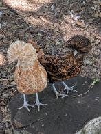 Padua, Dieren en Toebehoren
