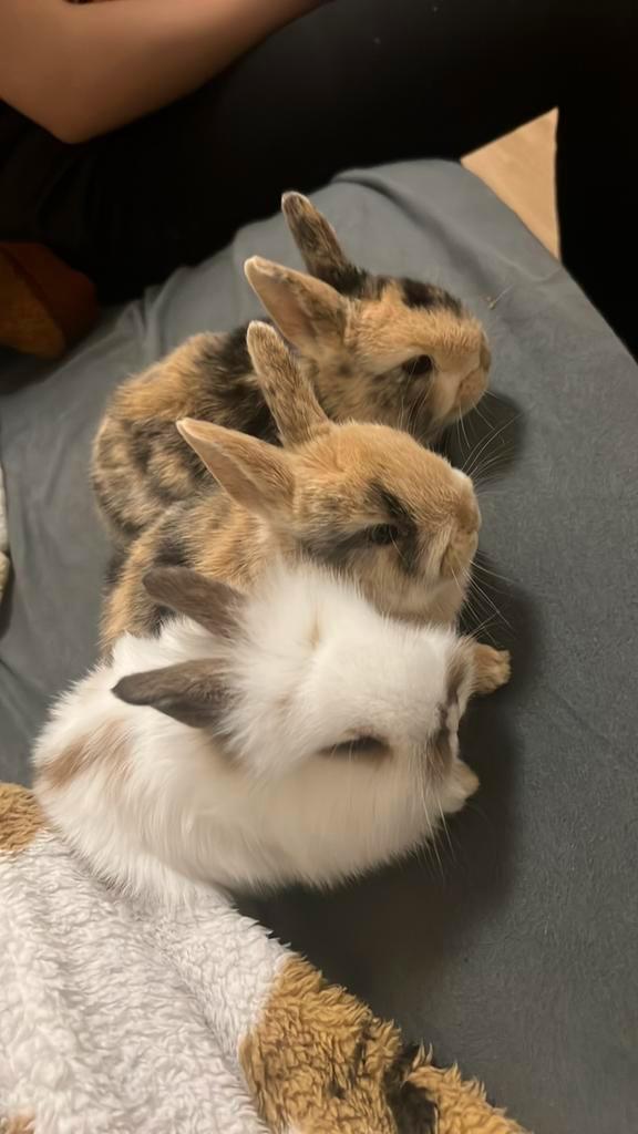 Lieve babykonijntjes 4 weken oud, Dieren en Toebehoren, Katten en Kittens | Raskatten | Langhaar, Geslacht onbekend, 0 tot 2 jaar