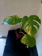 Monstera aurea marmorata tricolor, Huis en Inrichting, Ophalen of Verzenden