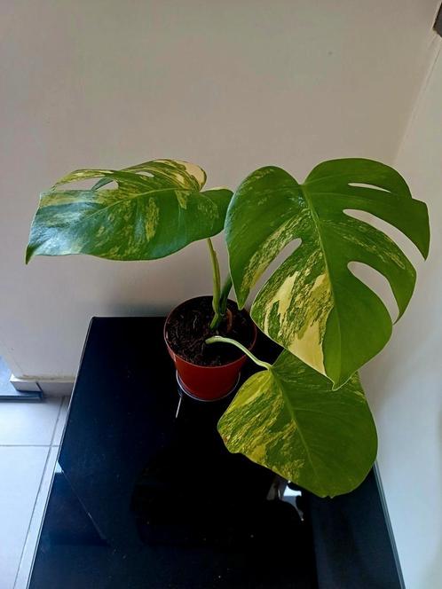 Monstera aurea marmorata tricolor, Huis en Inrichting, Kamerplanten, Ophalen of Verzenden