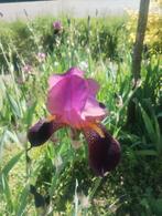 Iris baardiris donkerpaars en wit - irissen baardirissen, Tuin en Terras, Ophalen