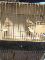 mutatie botvinken, Vrouwelijk, Wildzangvogel