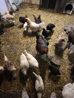 Jonge leghennen, Dieren en Toebehoren, Pluimvee