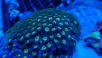 Rasta Zoanthids