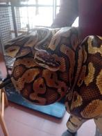 2 koningspytons, Dieren en Toebehoren, Tam, 3 tot 6 jaar