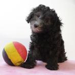 Dwergpoedel (grijs) Belgische pups te koop, Poedel, België, Handelaar, CDV (hondenziekte)