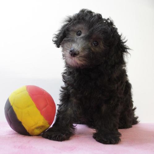 Dwergpoedel (grijs) Belgische pups te koop, Dieren en Toebehoren, Honden | Chihuahua's en Gezelschapshonden, Meerdere dieren, Poedel