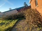 gratis brandhout aanmaakhout, Tuin en Terras, Ophalen