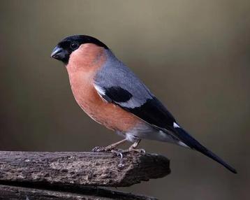 Gezocht: goudvinken en tropen beschikbaar voor biedingen