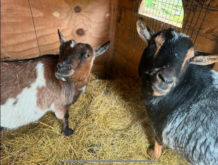 Duo hoornloze geitjes te koop, Dieren en Toebehoren, Schapen, Geiten en Varkens, Geit