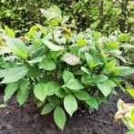 Prachtige hortensia!!!!! 8 euro!!!!, Jardin & Terrasse, Plantes | Jardin, Enlèvement ou Envoi, Plante fixe