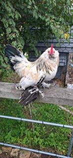 Ukkelse baardkriel haan, Dieren en Toebehoren, Pluimvee