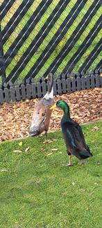 Indische loopeenden woerden, Dieren en Toebehoren, Pluimvee