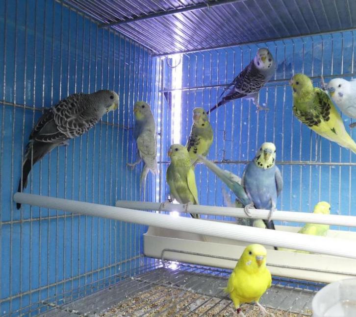 Grasparkieten te koop, Dieren en Toebehoren, Vogels | Parkieten en Papegaaien, Parkiet, Meerdere dieren